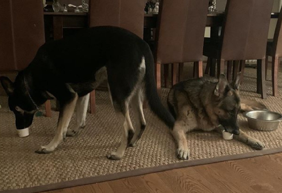 बाइडेन के साथ व्हाइट हाउस जाएंगे मेजर और चैम्प