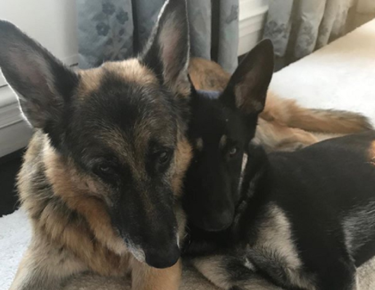 बाइडेन के साथ व्हाइट हाउस जाएंगे मेजर और चैम्प