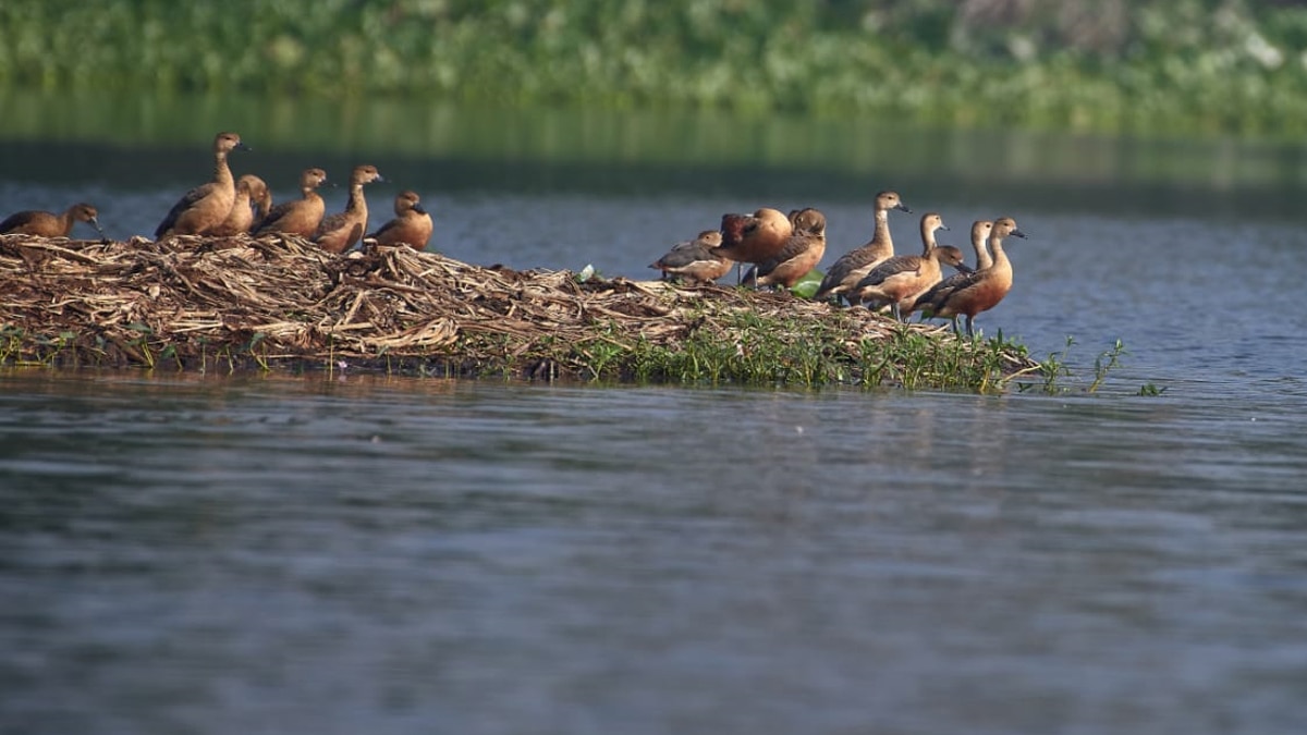 सर्दियों की शुरुआत में ही आने लगे विदेशी पक्षी.