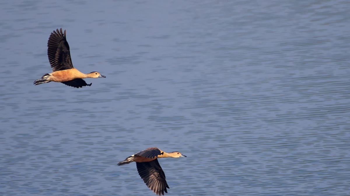 विदेशी प​क्षी सर्दियों में यहां करते हैं प्रवास.