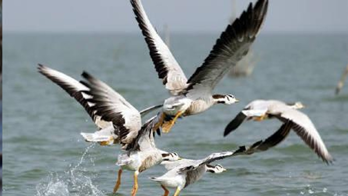 विदेशी प​क्षी सर्दियों में यहां करते हैं प्रवास.
