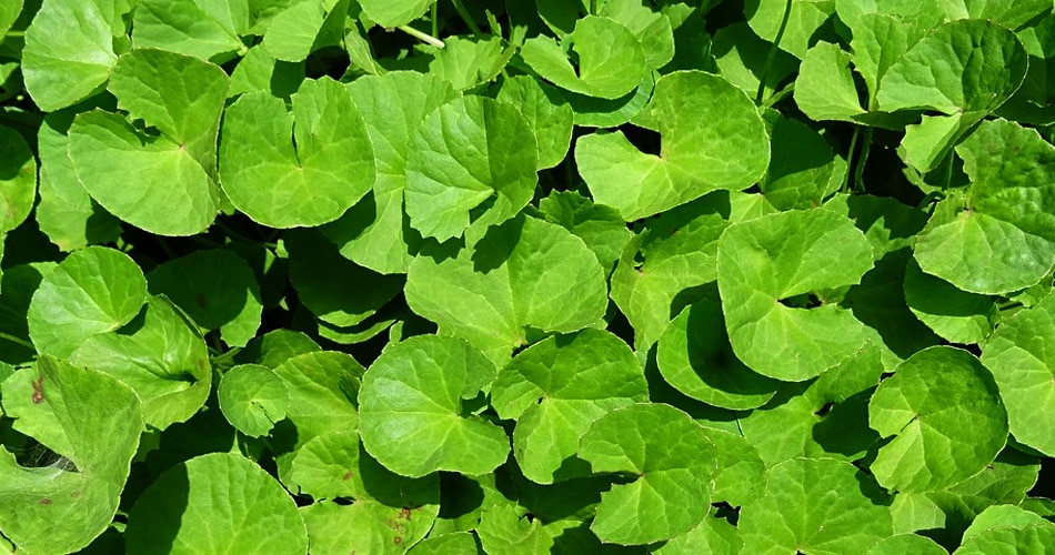 ब्राह्मी