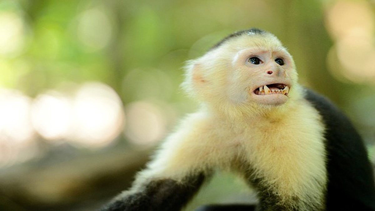 Capuchin Monkeys Eating own infants