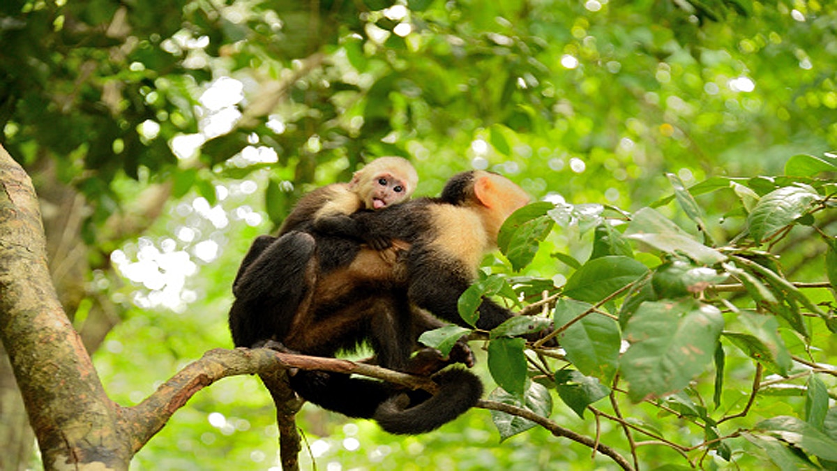 Capuchin Monkeys Eating own infants