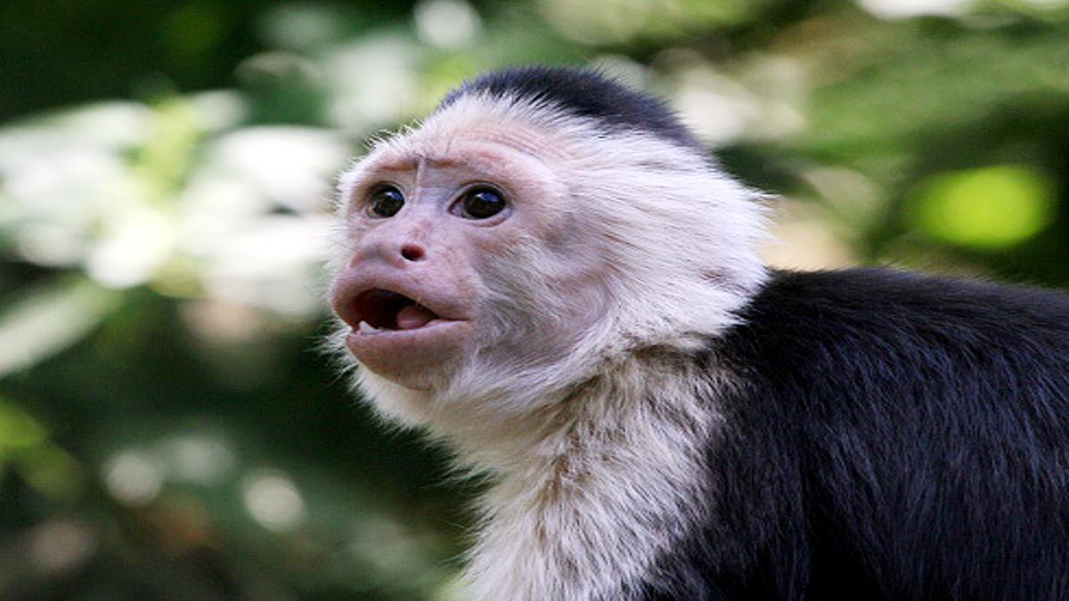 Capuchin Monkeys Eating own infants