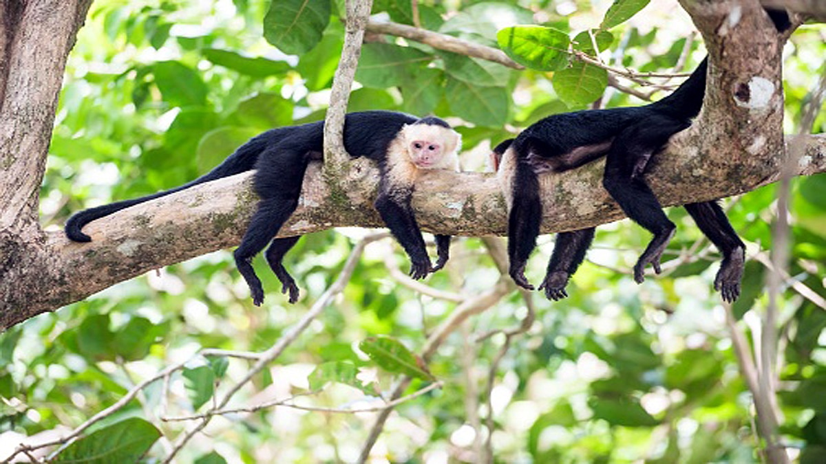 Capuchin Monkeys Eating own infants