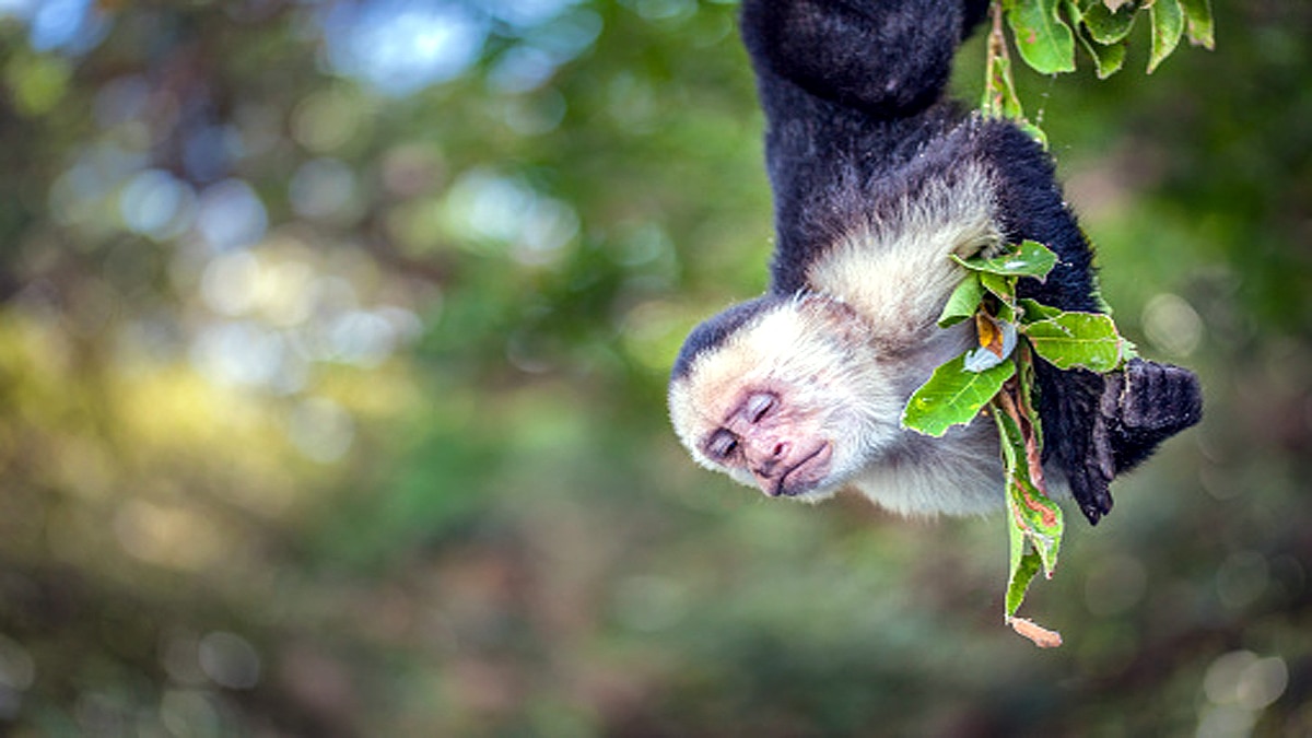 Capuchin Monkeys Eating own infants