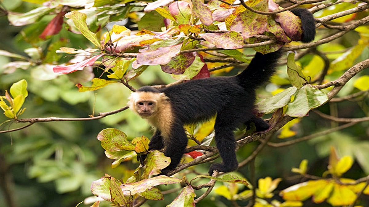Capuchin Monkeys Eating own infants