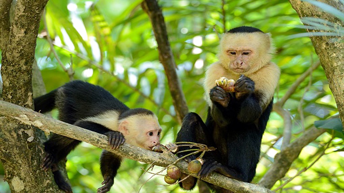 Capuchin Monkeys Eating own infants