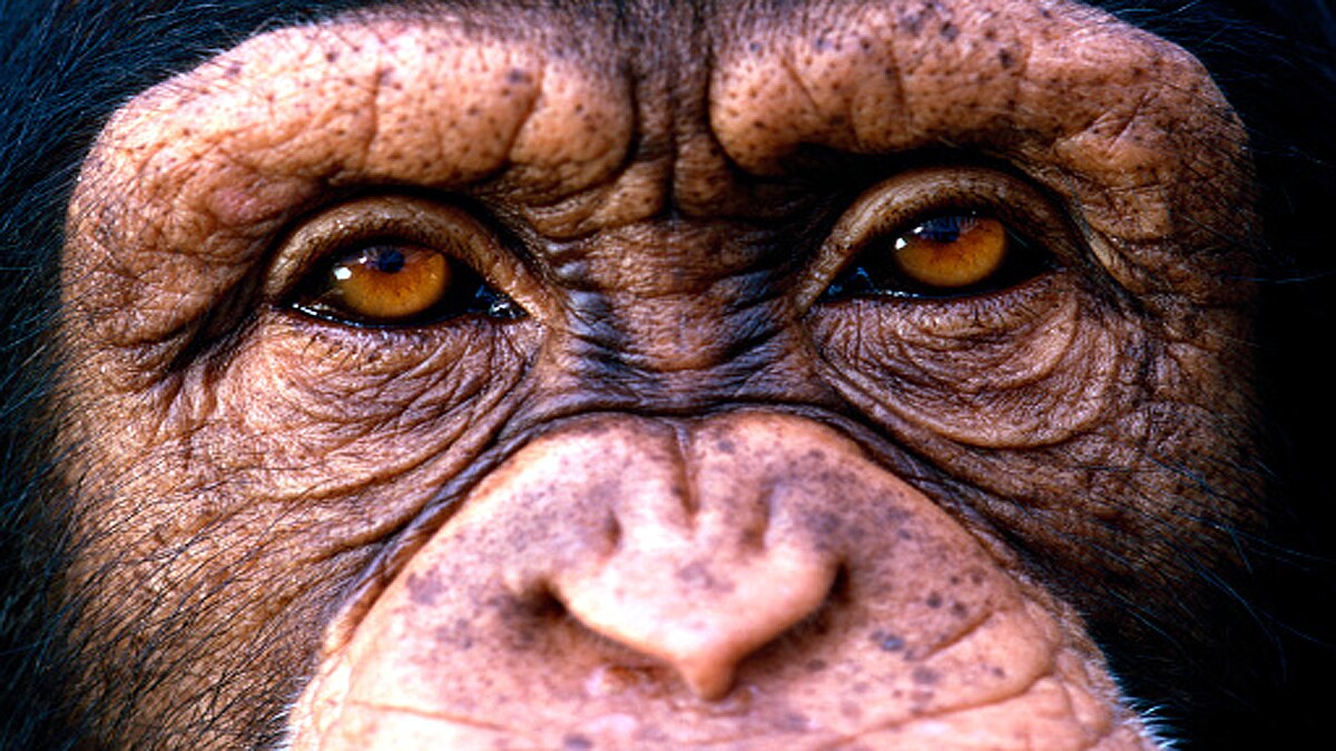 Leprosy in Chimpanzees scientist shocked