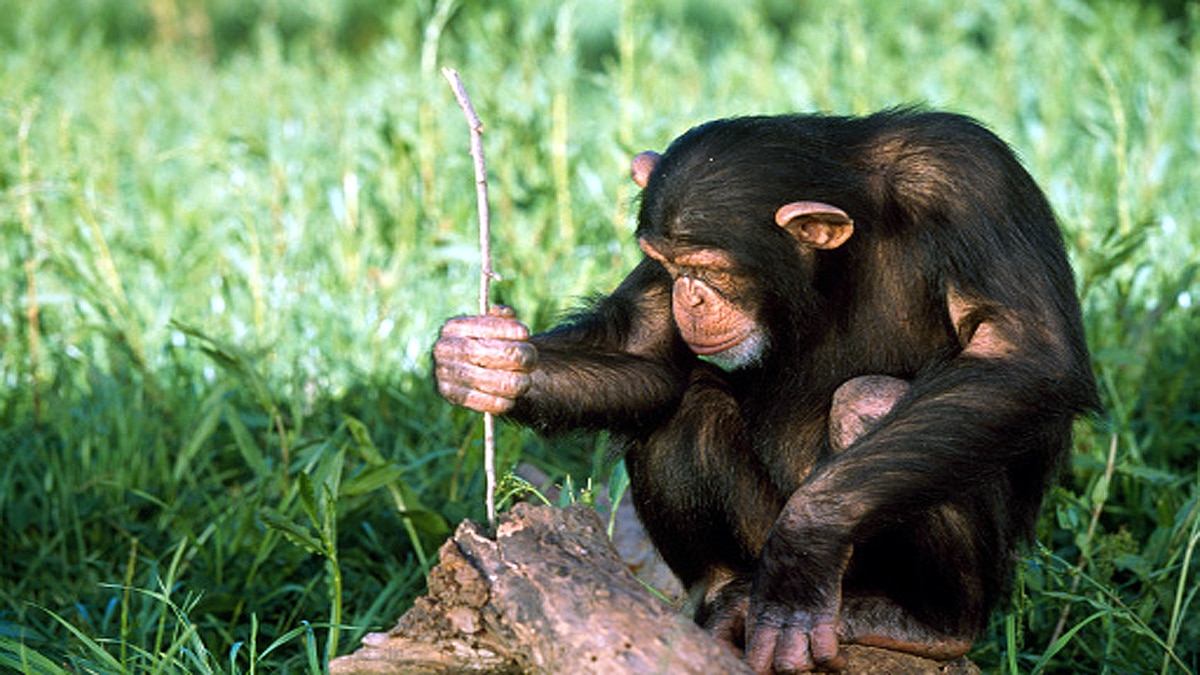 Leprosy in Chimpanzees scientist shocked