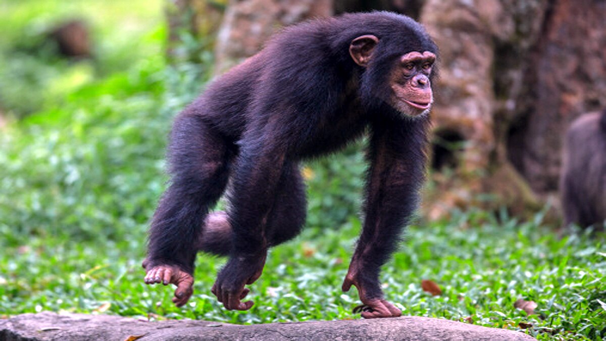 Leprosy in Chimpanzees scientist shocked