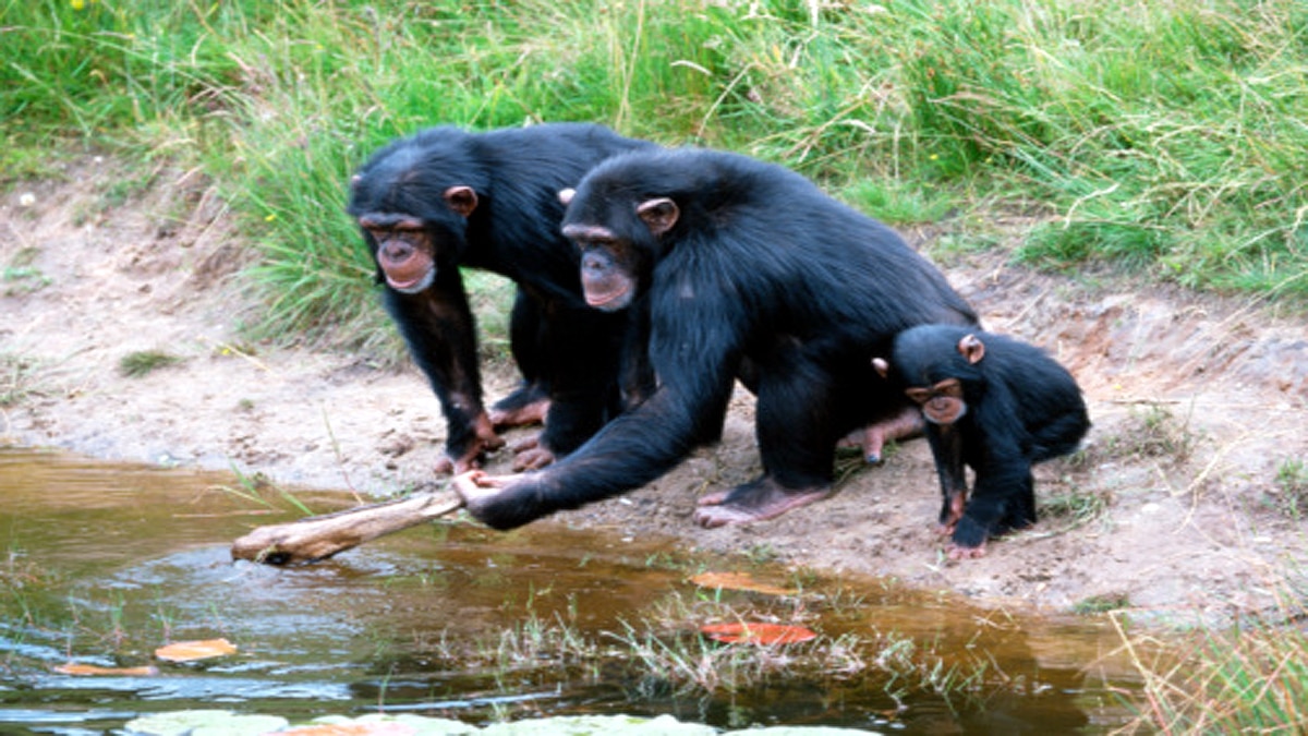 Leprosy in Chimpanzees scientist shocked