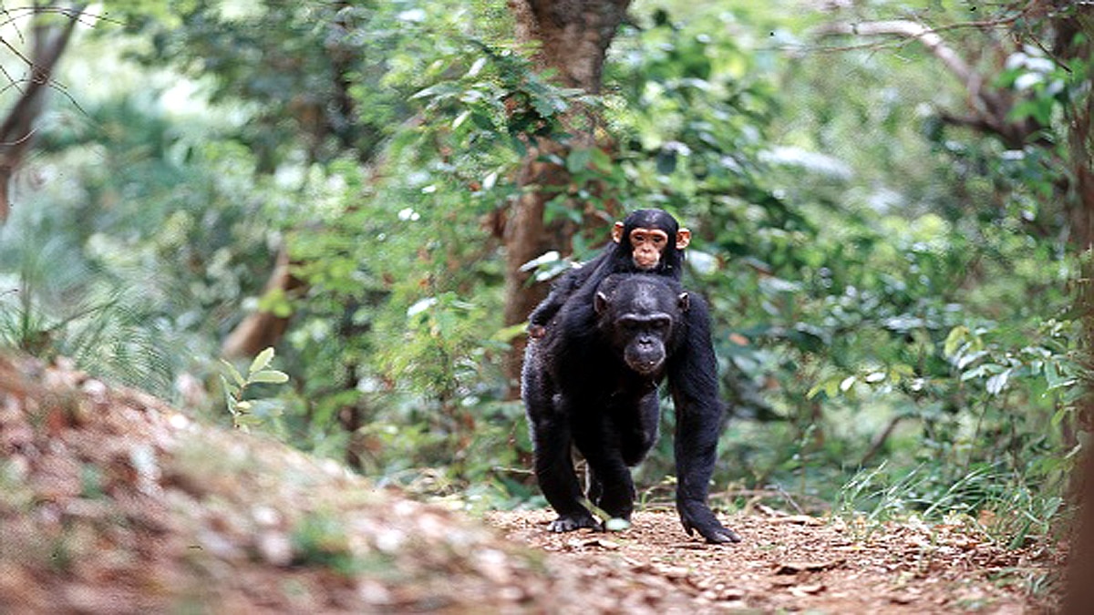 Leprosy in Chimpanzees scientist shocked