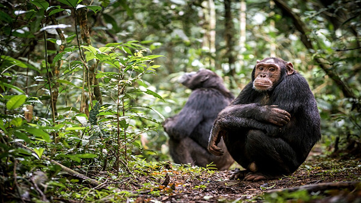 Leprosy in Chimpanzees scientist shocked