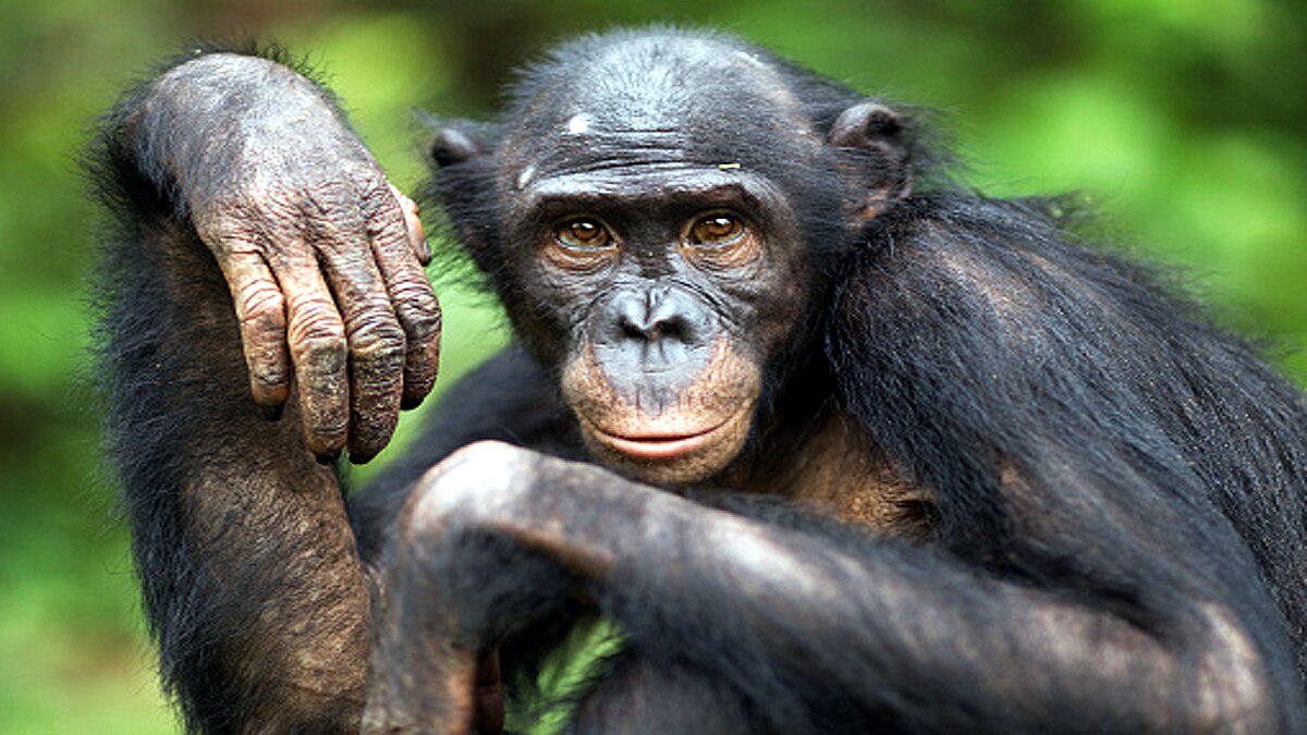 Leprosy in Chimpanzees scientist shocked