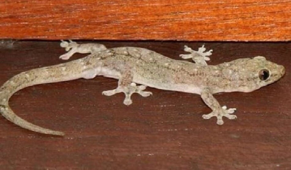 छिपकली को मगरमच्छ समझकर परेशान थी महिला