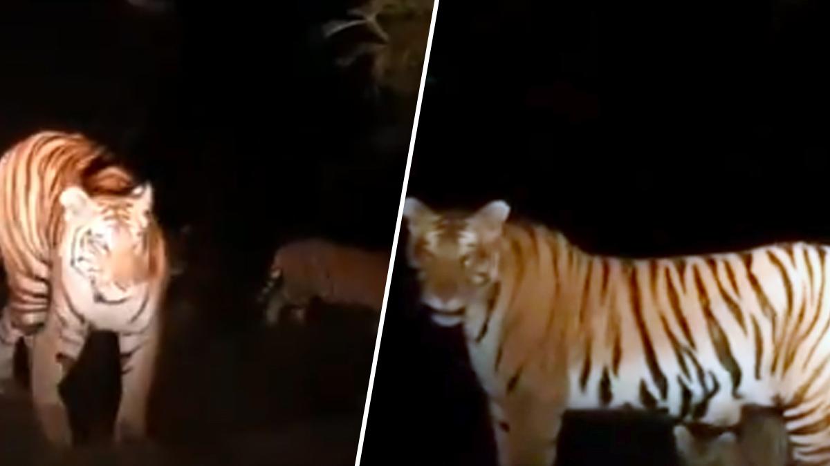 मादा टाइगर सोर्स ट्विटर