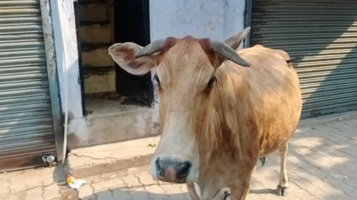 गाय की पीठ में धंसा था चाकू, जान बचाने पीछे भागती रही पुलिस की जीप.