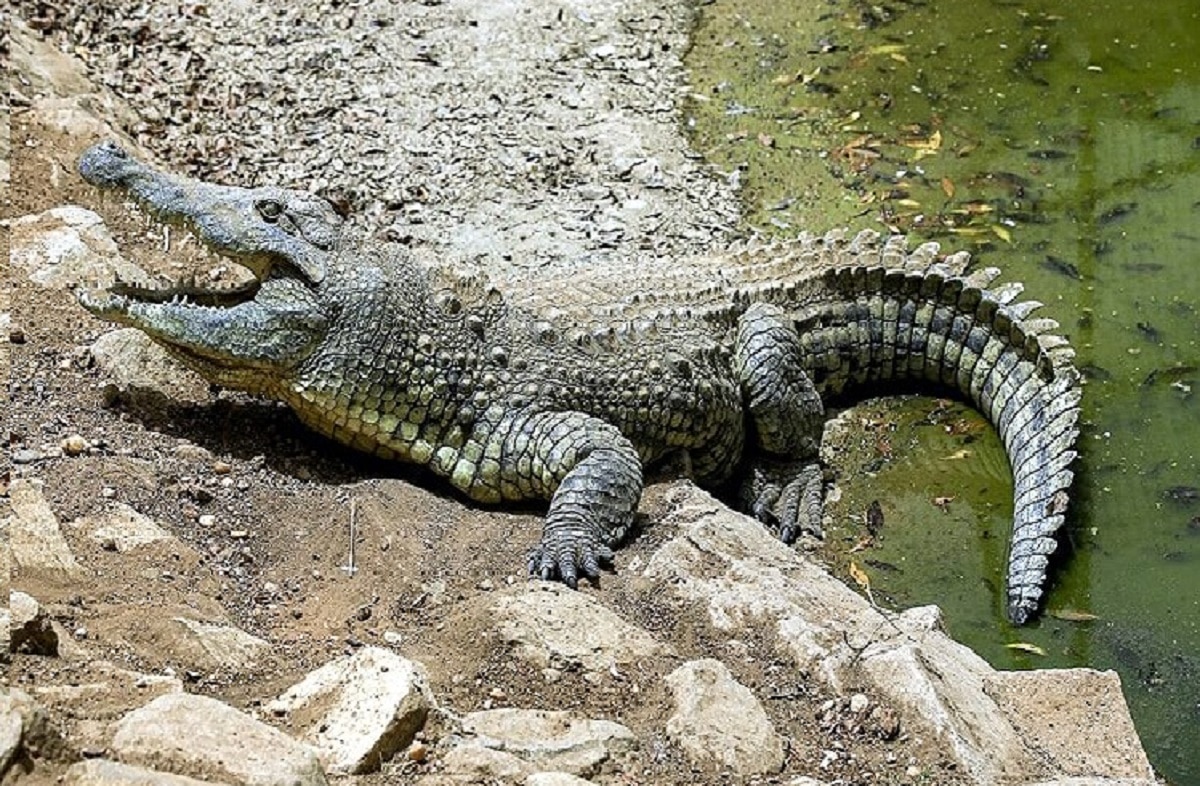 मछली वाले कांटे में फंसा मगरमच्छ