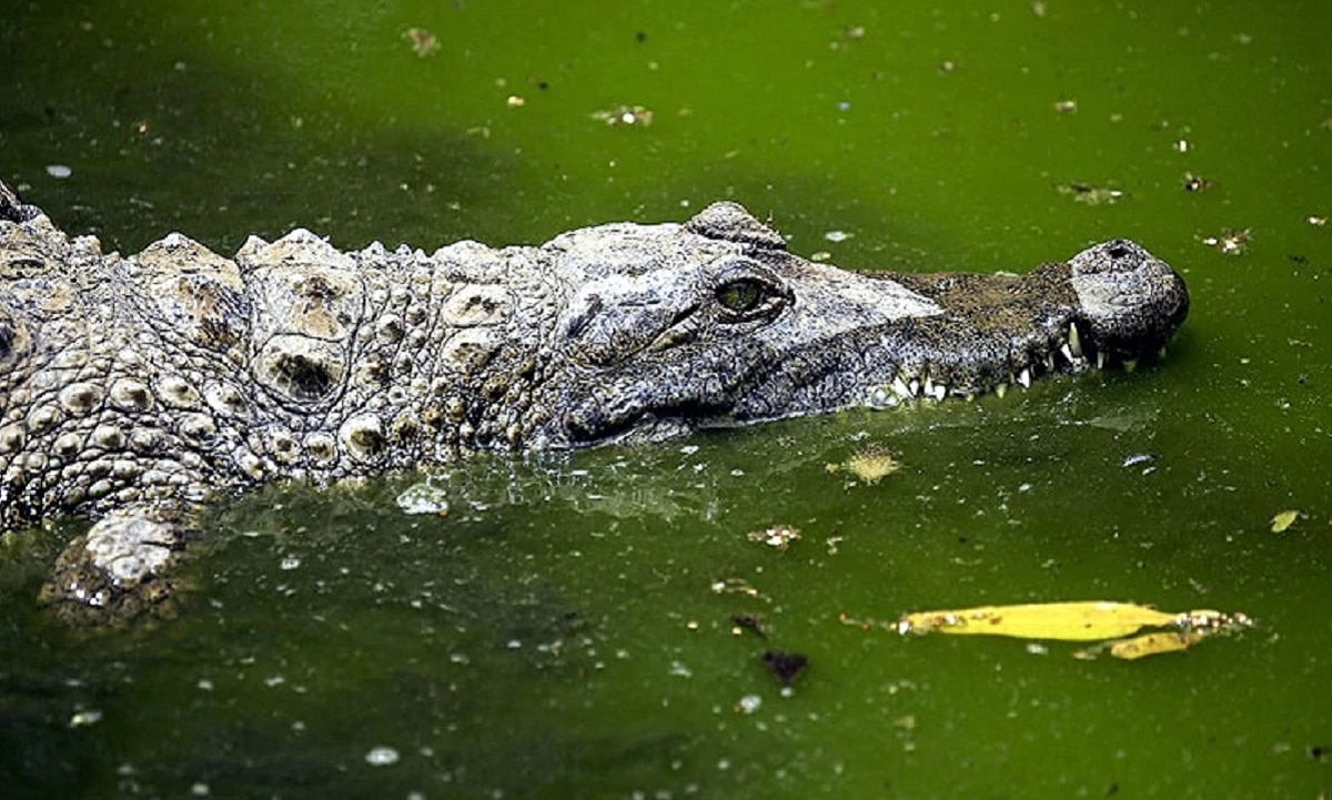 मछली वाले कांटे में फंसा मगरमच्छ