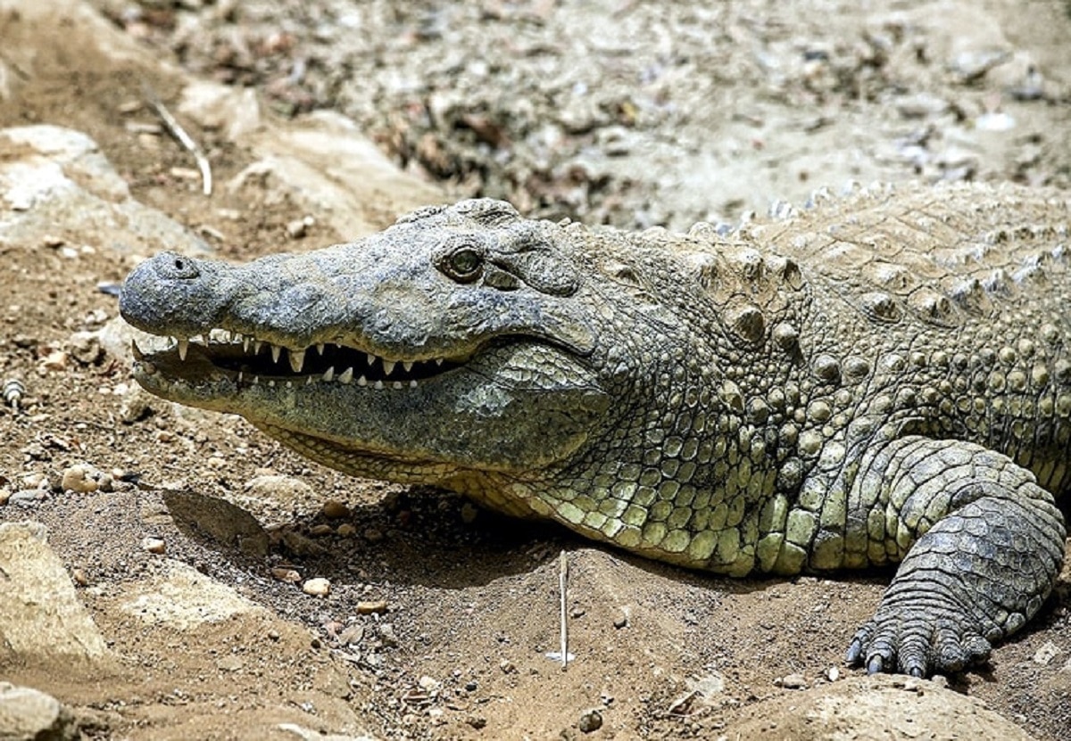 मछली वाले कांटे में फंसा मगरमच्छ