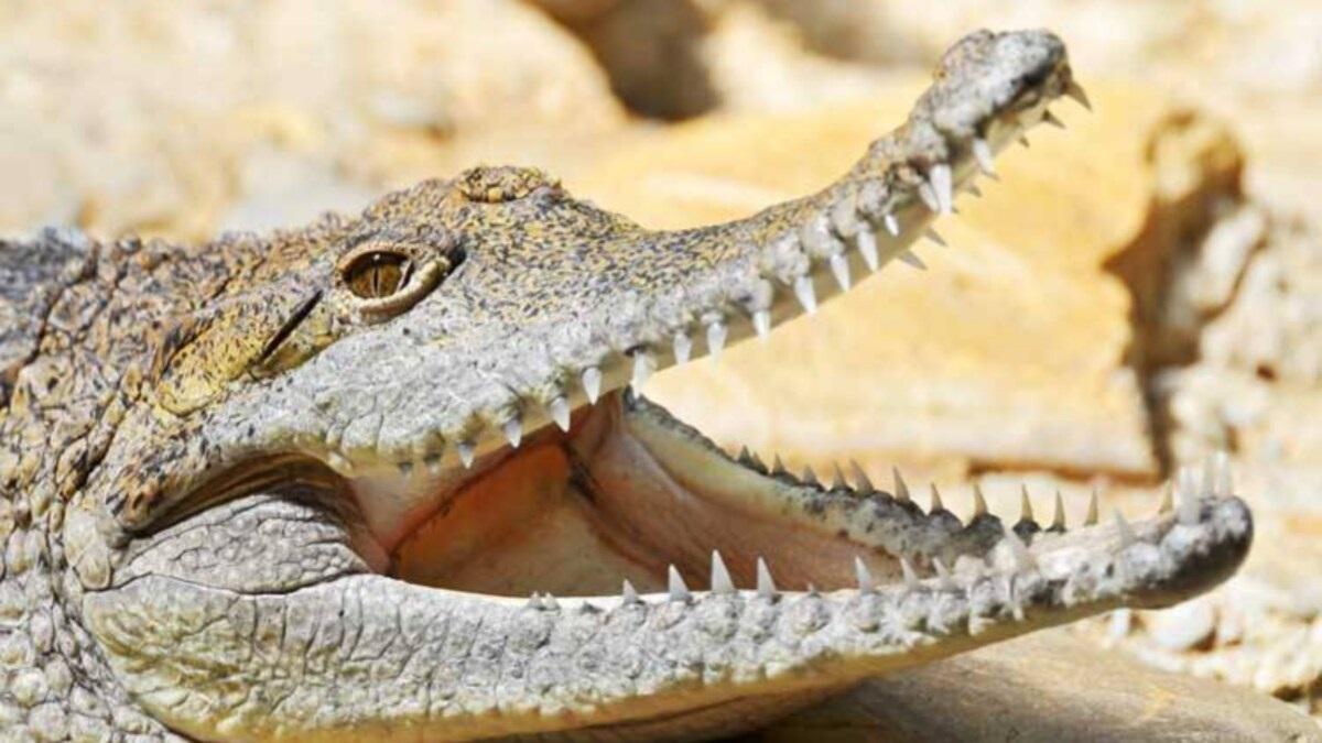 मछली वाले कांटे में फंसा मगरमच्छ