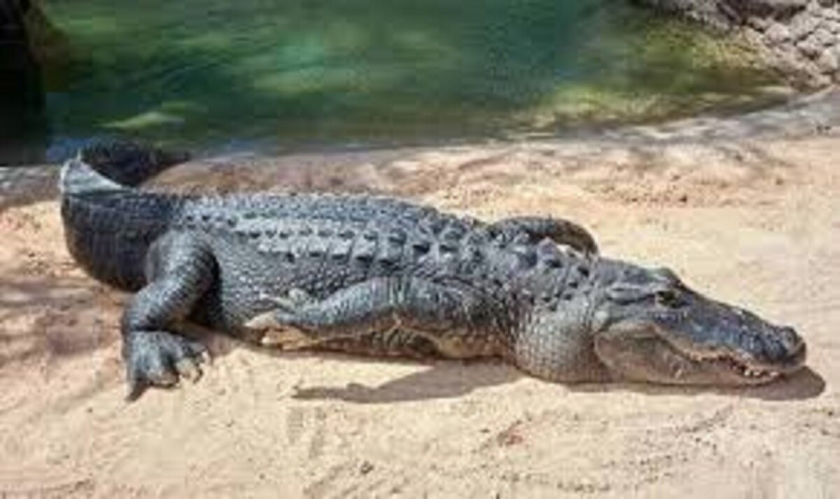 मछली वाले कांटे में फंसा मगरमच्छ