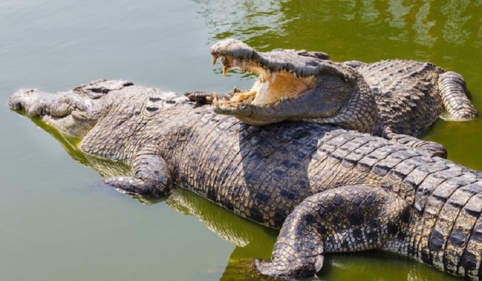 छिपकली को मगरमच्छ समझकर परेशान थी महिला