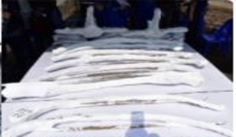 5,000 साल पुराने व्हेल का कंकाल