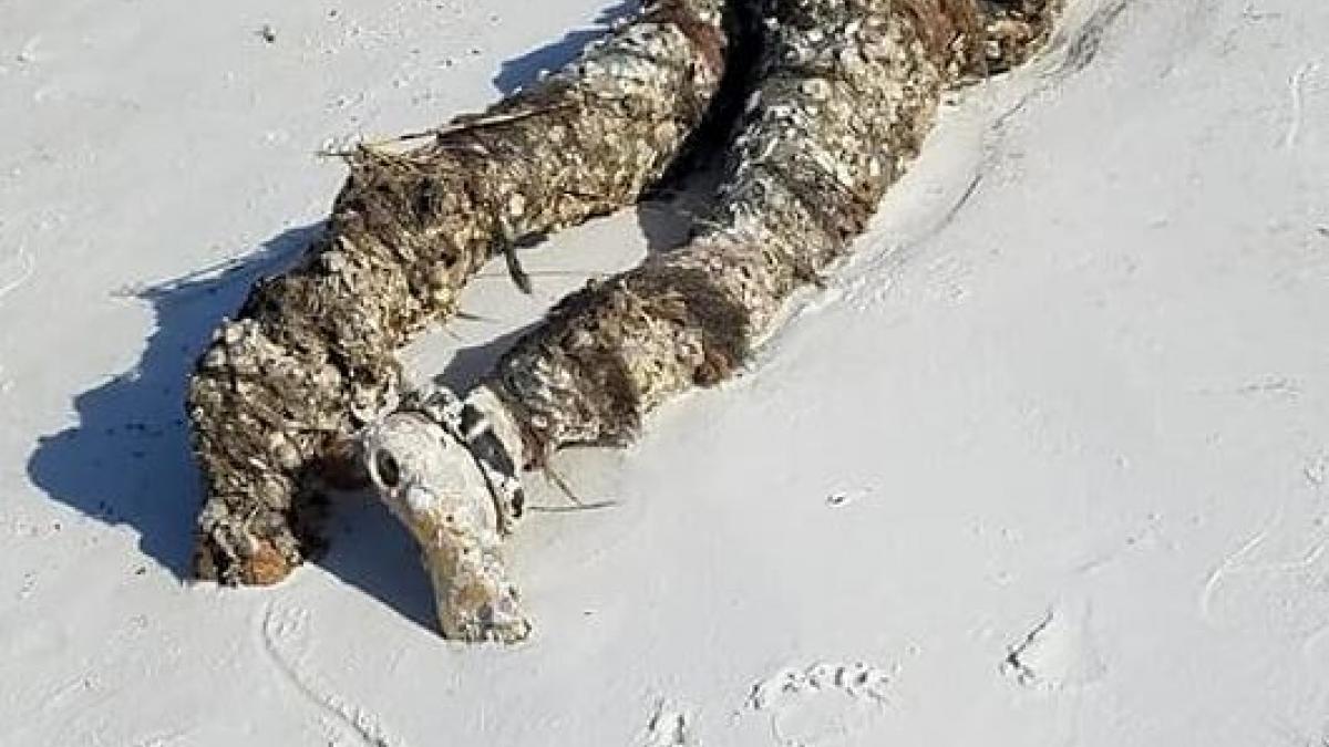  बीच पर 'लाश' देखकर बुर तरह डर गई महिला