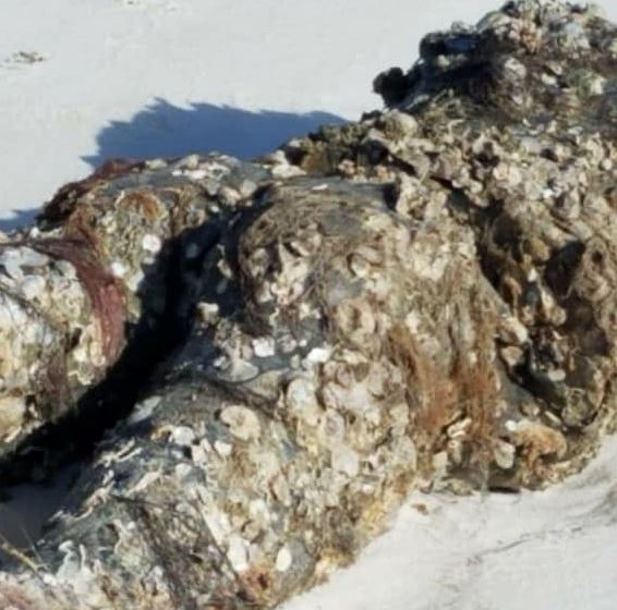 बीच पर 'लाश' देखकर बुरी तरह डरी महिला