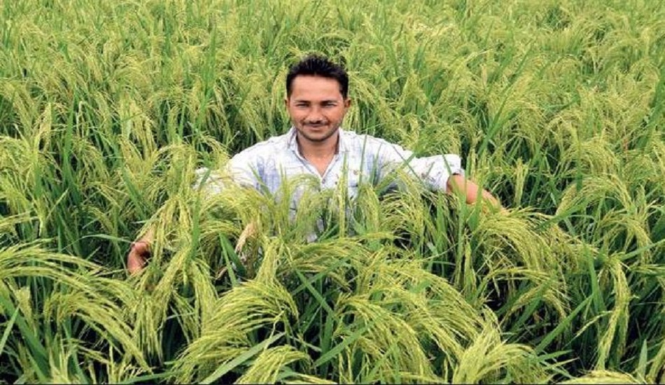 धान की खेती को नुकसान