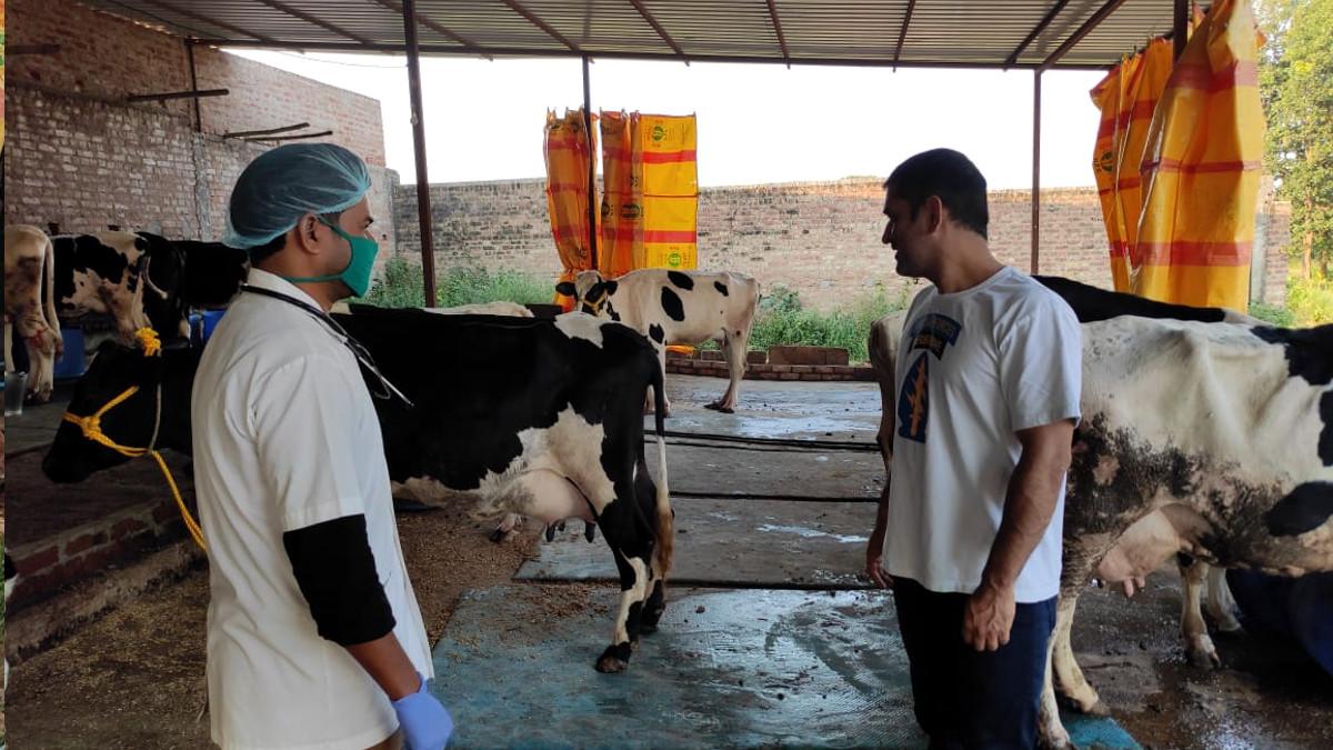 डेयरी फार्म में एमएस धोनी.