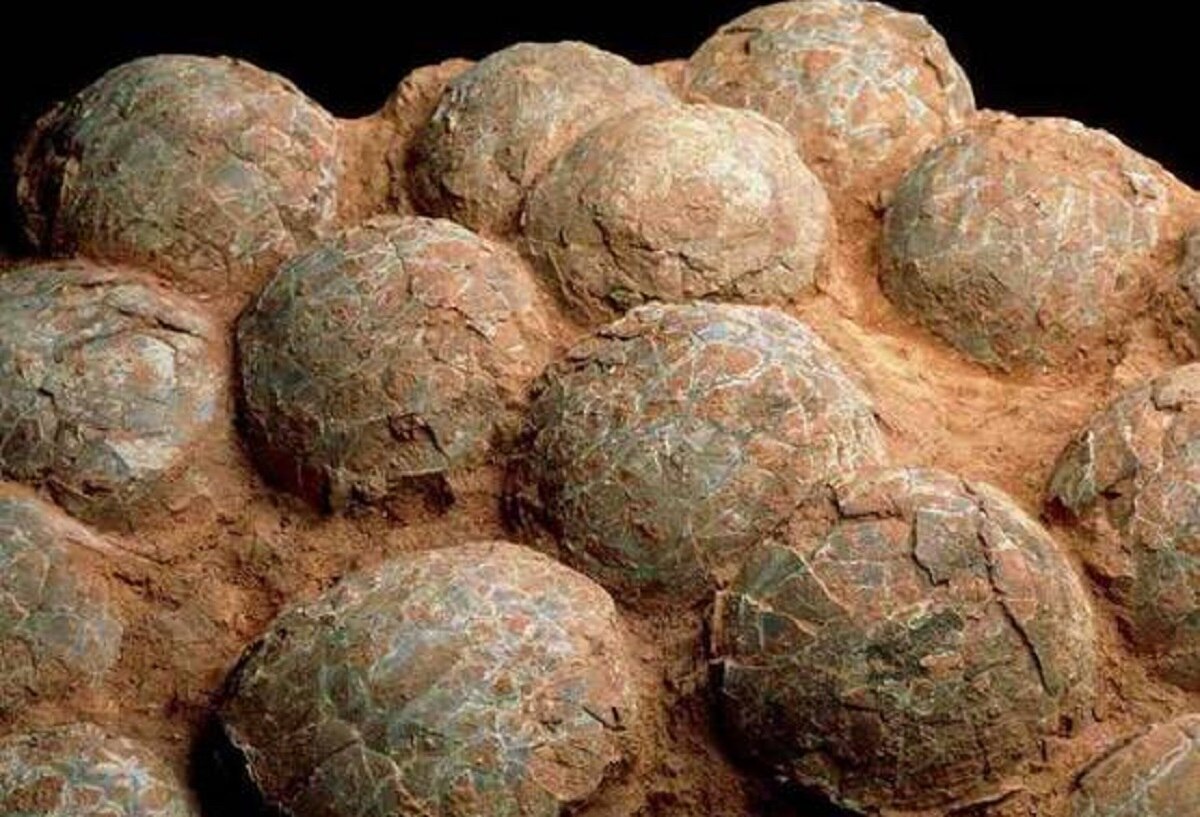 डायनासोर के अंडों के जीवाश्म मिले