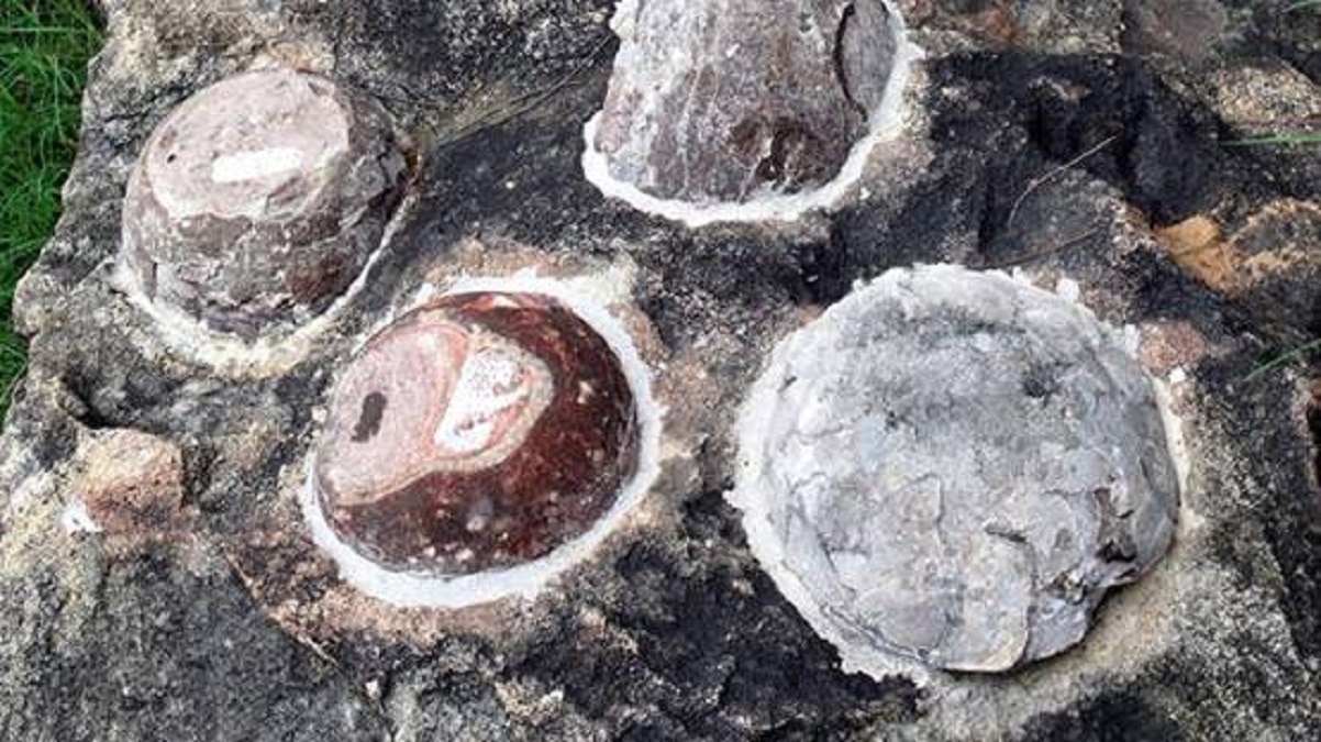 डायनासोर के अंडों के जीवाश्म मिले