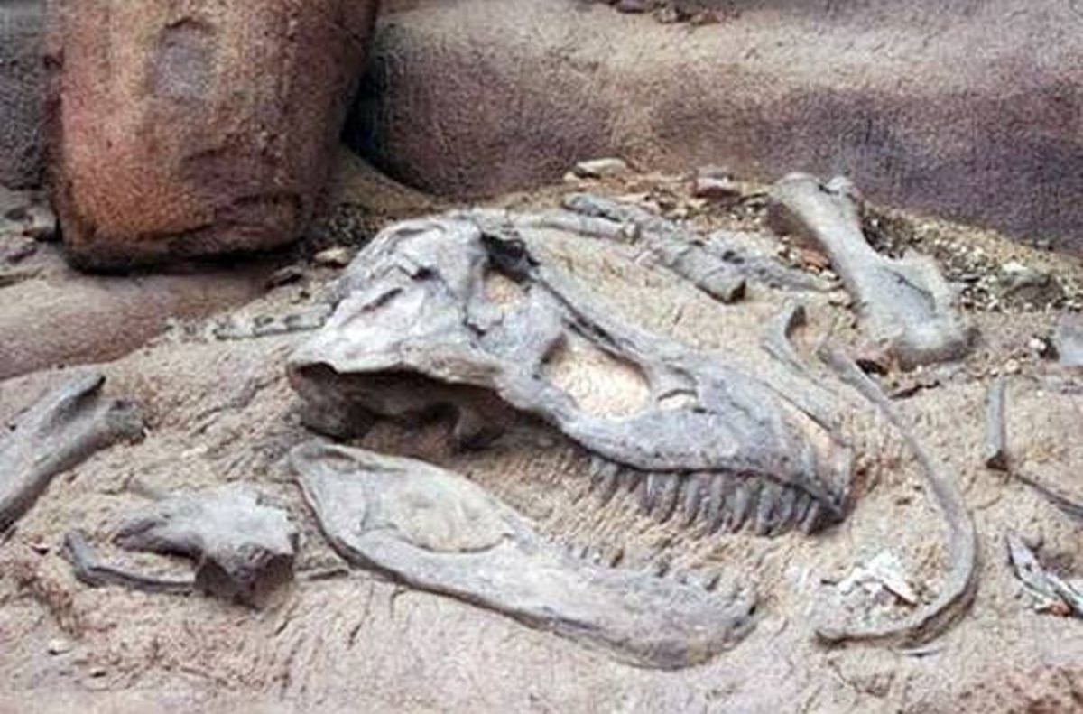 डायनासोर के अंडों के जीवाश्म मिले