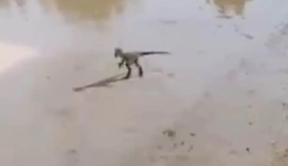 डायनासोर के अंडों के जीवाश्म मिले