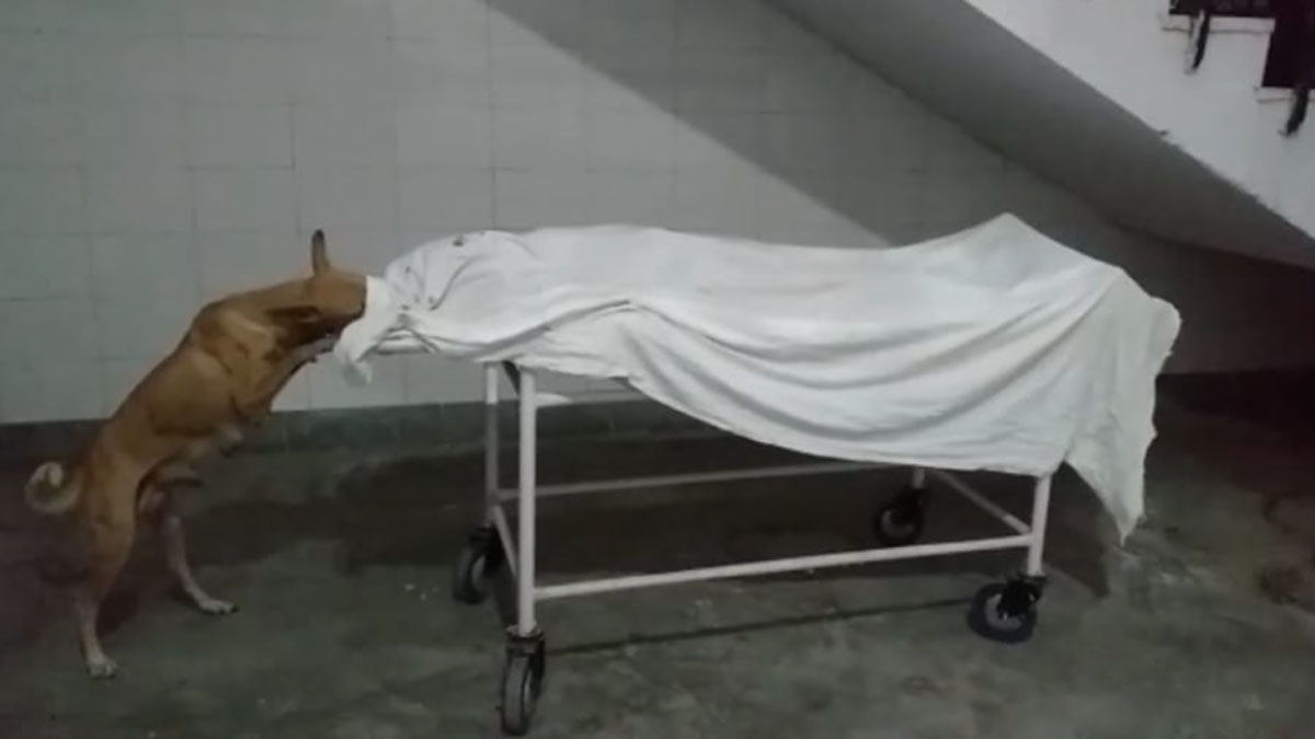 स्ट्रेचर पर रखे लड़की के शव को कुत्ते नोचता हुआ (फोटो आजतक) स्ट्रेचर पर रखे लड़की के शव को कुत्ते नोचता हुआ (फोटो आजतक)