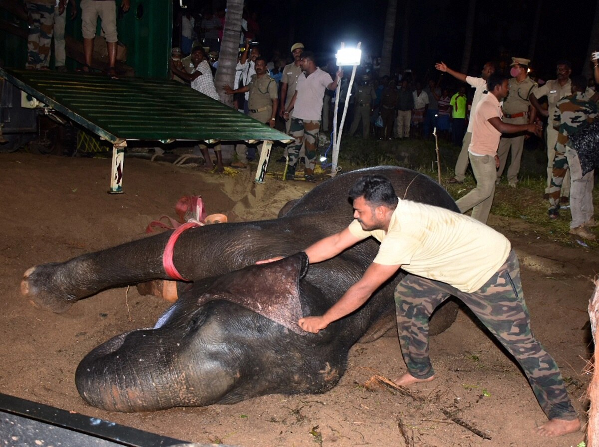 कुएं में गिरा हाथी का बच्चा