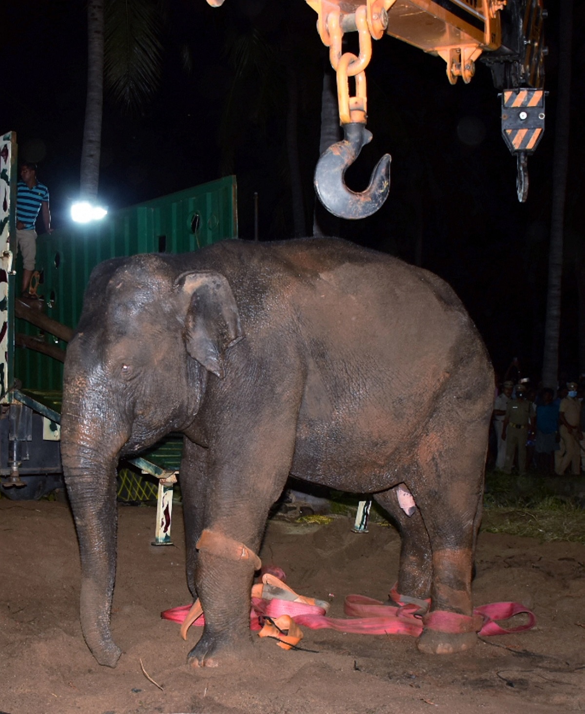 कुएं में गिरा हाथी का बच्चा