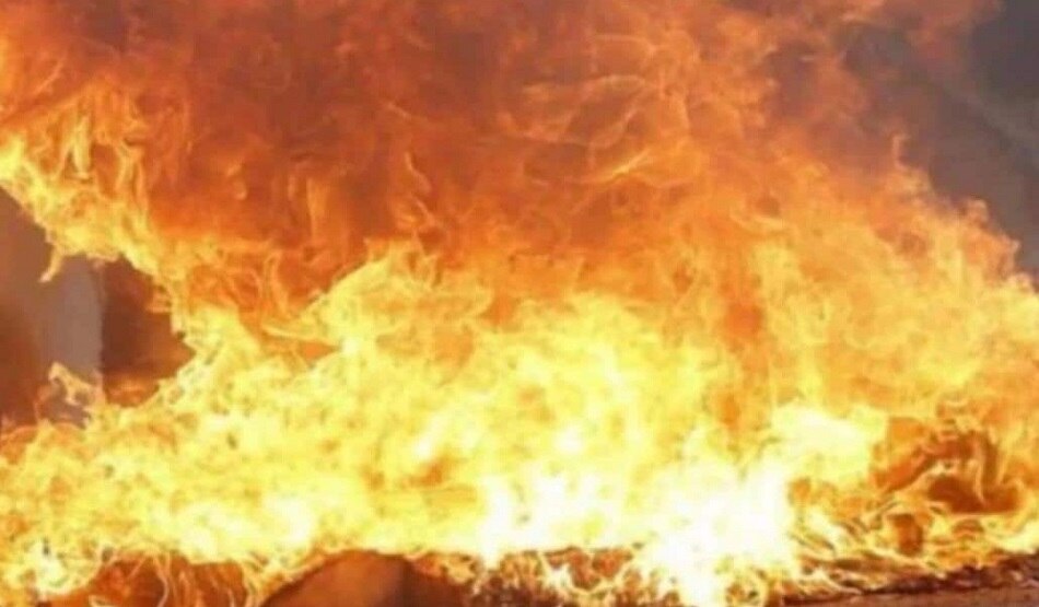 गर्भवती डॉग ने बचाई चार लोगों की जान