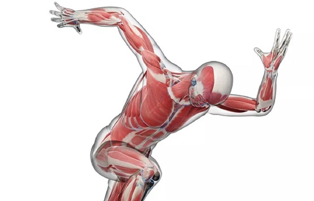 सख्त मांसपेशियां