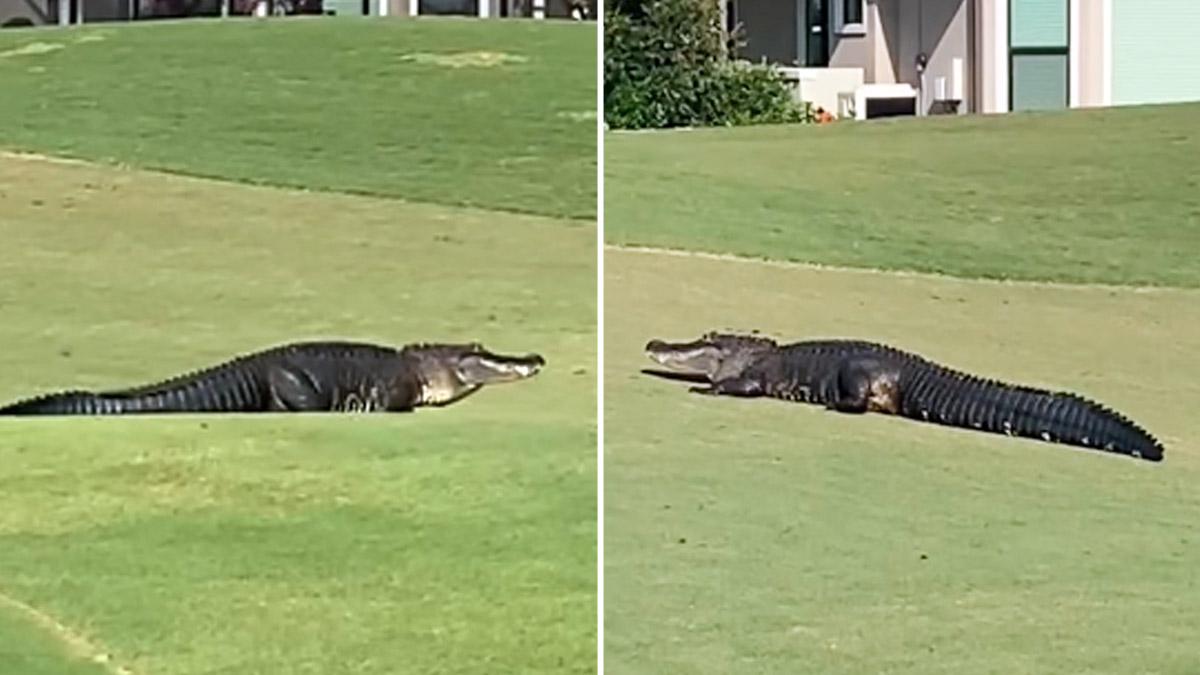 फ्लोरिडा गोल्फ कोर्स में मगरमच्छ सोर्स फेसबुक