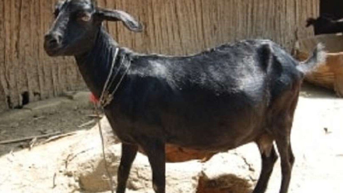 पिता की फिल्‍म में लीड कर रहे थे दो भाई, पैसे जुगाड़ने के लिए 3 साल तक चुराईं बकरियां.