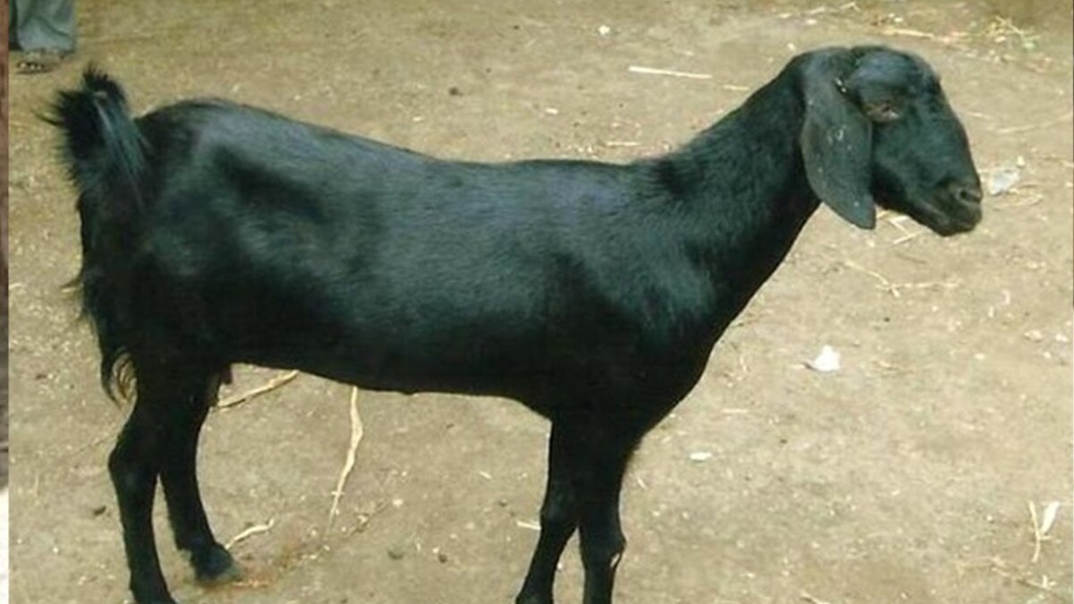 पिता की फिल्‍म में लीड कर रहे थे दो भाई, पैसे जुगाड़ने के लिए 3 साल तक चुराईं बकरियां.