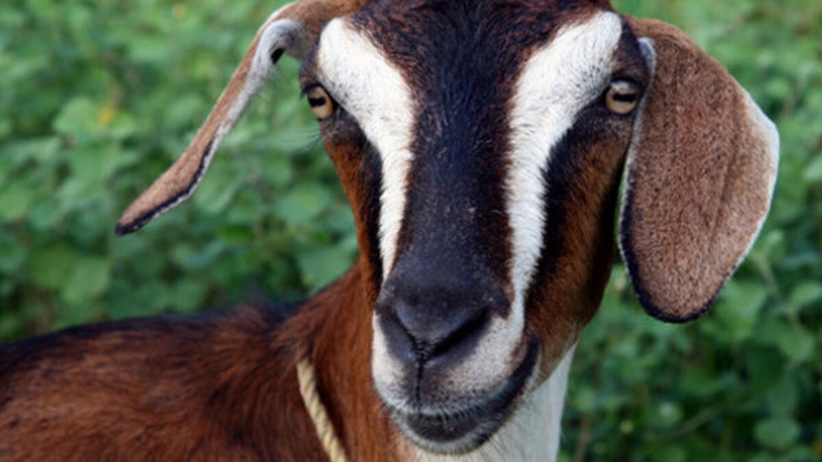 पिता की फिल्‍म में लीड कर रहे थे दो भाई, पैसे जुगाड़ने के लिए 3 साल तक चुराईं बकरियां.