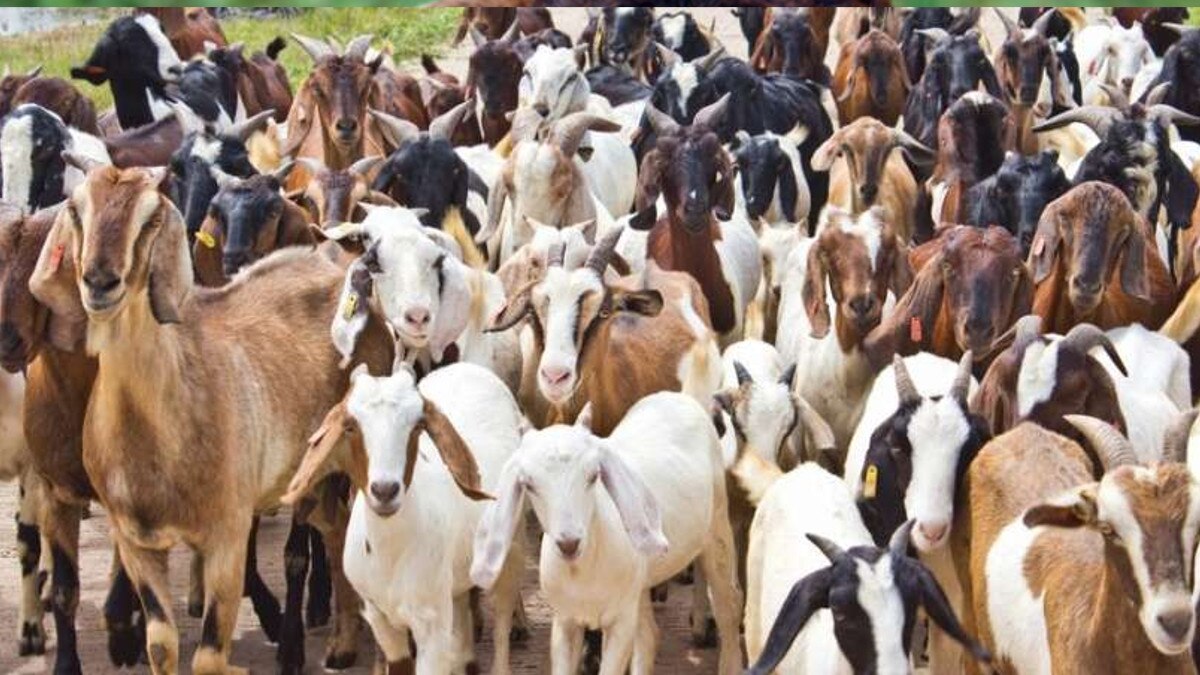 पिता की फिल्‍म में लीड कर रहे थे दो भाई, पैसे जुगाड़ने के लिए 3 साल तक चुराईं बकरियां.