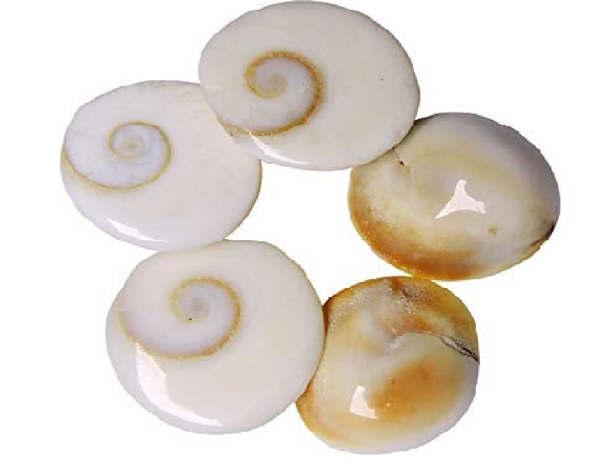 3. गोमती चक्र 