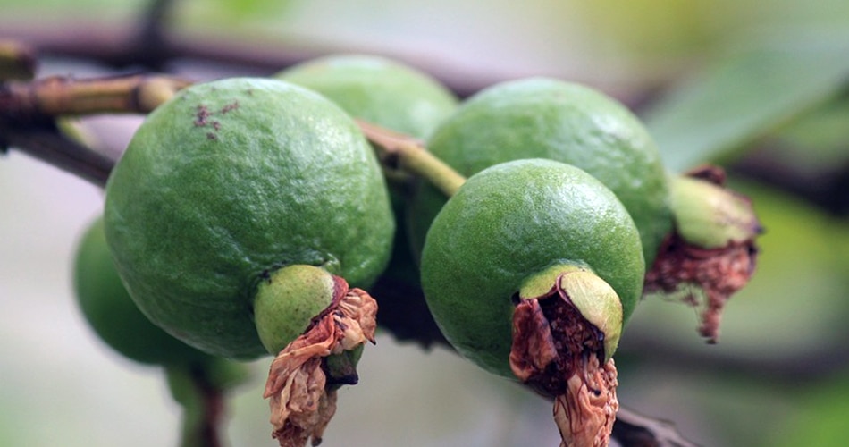 Winter Fruits य 7 फल सर द य म बढ ए ग इम य न ट नह पड ग ब म र Health Aajtak